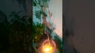 yah Chamak Ye damak ytshort trending tulsi puja viralvideo [upl. by Ahsropal]