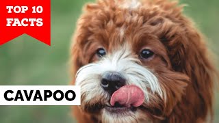 Cavapoo  Top 10 Facts [upl. by Aleac]