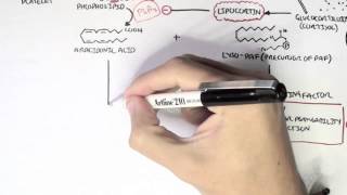 Part I  Aracidonic Acid Metabolites [upl. by Eentroc531]