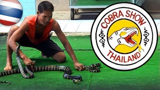 MONGOOSE VS COBRA 🐍 งูเห่า 🇹🇭 [upl. by Blight]