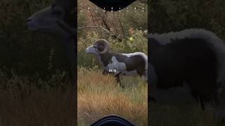 LEGENDARY DESERT BIGHORN RAM IN huntingsimulator2  huntingsim bighorn [upl. by Duleba]