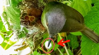 Sardinian warbler bird cleaning up the mess of its babies birdswithme107 [upl. by Ateekram]