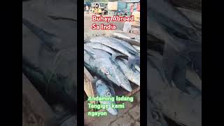 Andaming isdang Tangige fishing fishing bigfishingtv ofwlife ofw pinoyabroad freshfish [upl. by Fernald860]