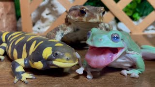 65 million views ✨ Strongest trio 🐸 Frog amp Toad amp Salamander [upl. by Bertrand]