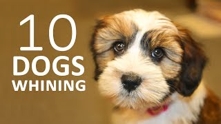 DOGS WHINING and Crying Sound Effect  Show this to your Dog and See What Happens HD [upl. by Ecart]