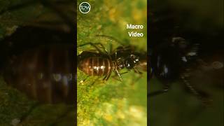 Hospitaliterms Monoceros  insects nature shorts  Wild World TV [upl. by Kiyoshi]