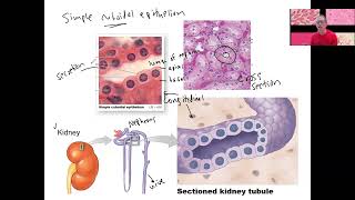 34 epithelial types [upl. by Lockwood713]