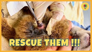 Every Pet Person Must Watch This  Botfly Larvae Removal From Animals  Animal Rescue Video [upl. by Lester]