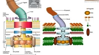 Bacterial flagellum structure [upl. by Ahtnahc]