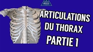 Articulations du thorax Partie 1 [upl. by Ahtekal986]