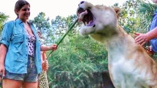 1000 POUND LIGER ENJOYS SOME CHICKEN  Myrtle Beach Safari [upl. by Brenna487]