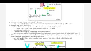 Antidiuretic hormone ADH by labpedianet Prof Riaz A Bhutta Urdu Hindi [upl. by Llehcal]