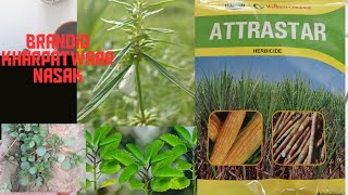 atrazine 50 wp herbicide। herbicide maize herbicide all herbicide davai। [upl. by Mahsih]