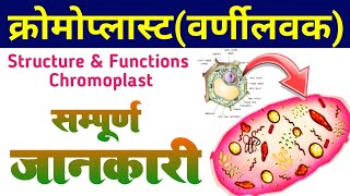 Plastids Chromoplast  structure of chromoplast and function  chromoplast in hindi  वर्णीलवक [upl. by Abbate]