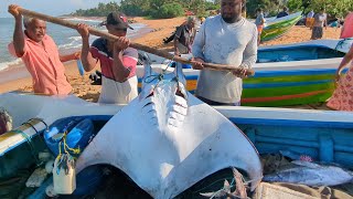 Fisherman’s Life Hard Work and Fresh Catch of the Day Watch Live [upl. by Amelina]