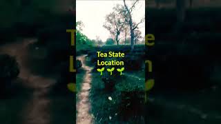 Tea State Location 🌱🌱🌱 In Dehradun Uttrakhand 🗻🗻🗻 Vikramncvlogs🎥 viralvideos shortvideo teastate [upl. by Ardna747]