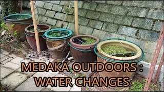 medaka rice fish outdoors  water changes [upl. by O'Callaghan]