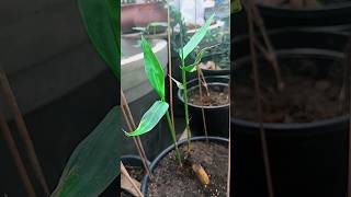 How to Grow Golden bamboo from Cutting amp Care gardening bamboo gardeningadvice [upl. by Eteragram]