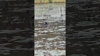 anhinga animals nature wildlifebirding birdspotting birdwatch [upl. by Notnek]