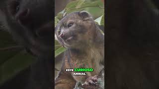 Descubriendo al Olinguito Una especie misteriosa y tierna [upl. by Tnairb]