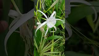 Hymenocallis littoralis commonly known as the beach spider lily FamilyAmaryllidaceae [upl. by Hiro]