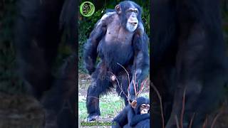 Screaming Chimp Runs Upright Demanding More Food  shorts [upl. by Ellehcam]