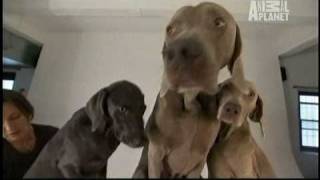 Dogs 101  Weimaraners [upl. by Rollo]