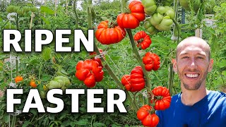 How to Trick Tomatoes into Producing Earlier and Ripening Faster [upl. by Fasto]