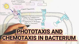 Phototaxis And Chemotaxis In Bacterium umerfarooqbiology7083 [upl. by Means]