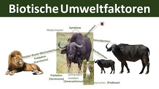 Biotische Umweltfaktoren interspezifisch amp intraspezifisch  Ökologie Teil 6 [upl. by Jacinto]