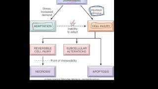 1  Introduction to pathology  etiology pathogenesis morphology terms homeostasis apoptosis [upl. by Conney]