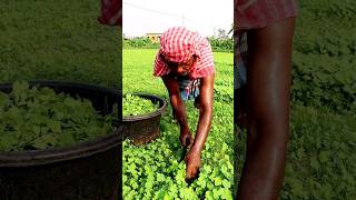 See What He Was Harvesting Water Clover shorts [upl. by Adidnere]