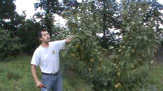 Taille dété sur Pommier [upl. by Clute]