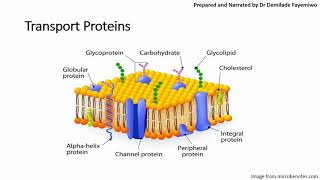 Chapter 41 Cell Membranes and Transport Phospholipids and Cell Signaling [upl. by Aile]