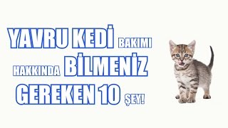 Yavru Kedi Bakımı Hakkında Bilmeniz Gereken 10 Şey [upl. by Joceline]