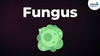 Introduction to Fungus  Microorganisms  Biology  Dont Memorise [upl. by Aitercal]