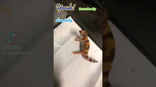 Have you ever heard a leopard gecko scream [upl. by Lemra]