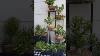 Amazing Garden Design  Beautiful Indoor plants Gardening Idea [upl. by Julio195]