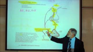 ADRENOCORTICOTROPIN ACTH amp THE REGULATION OF CORTISOL by Professor Fink [upl. by Gievlos]