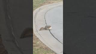 Squirrel eating gourd [upl. by Biddy382]