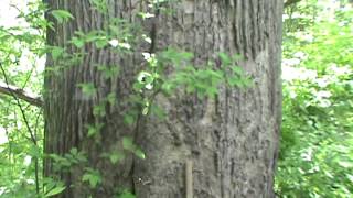 Giant Yellow poplar tree 5 and a half feet in diameter [upl. by Lunna318]