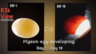 Pigeon egg developing Day 1 Day 18 [upl. by Nolyat]