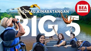 The BIG 5 BORNEO  Amazon of The East  Sukau Kinabatangan River Sabah Malaysia  Greenview BampB [upl. by Eleni]