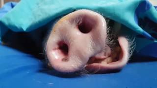 Snoring Pig Lets Out Big Yawn [upl. by Ikcim]