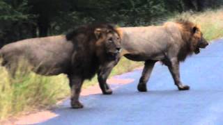 2 Male lions roaring in the Kruger National Park [upl. by Josephine]