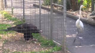 Eagle attacks bird at Featherdale Wildlife Park Sydney Australia [upl. by Nwahsor676]