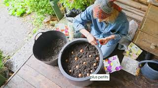 comment planter des bulbes en pot   Truffaut [upl. by Llertac519]