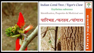 Paribhadra  Erythrina suberosa Erythrina variegata identification guide [upl. by Deragon711]