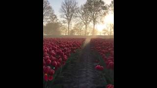 Campo de Tulipanes en Holanda [upl. by Annoyik75]