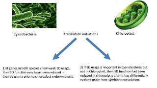 Evolutionary Differences in Cyanobacteria and Chloroplast Translation Initiation  Yulong Wei [upl. by Alhan]